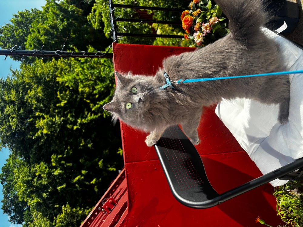 Katt