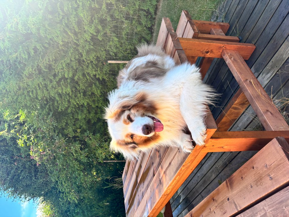 Hund