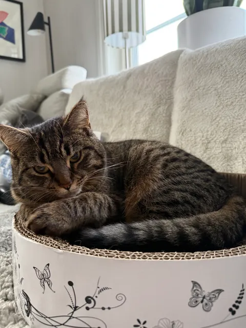 Katt