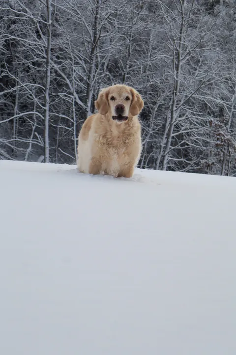 Hund