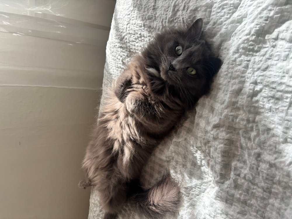 Katt