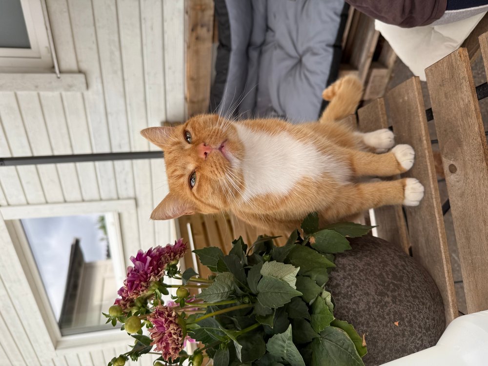 Katt