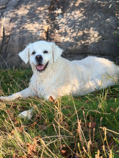 Hund