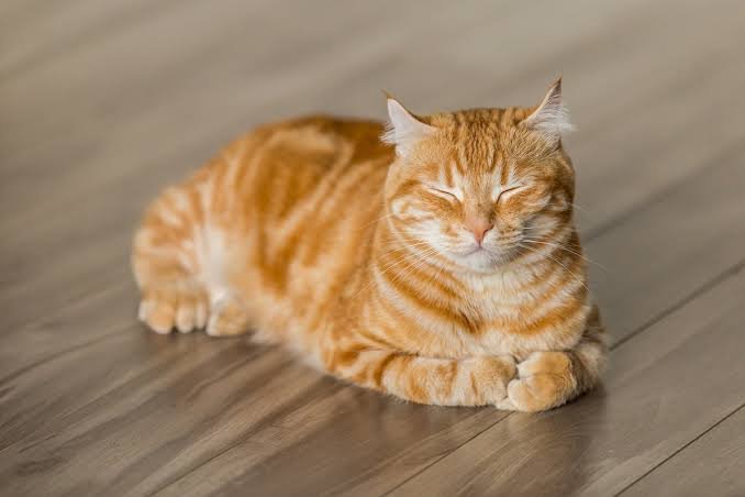 Katt