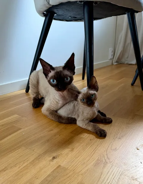 Katt