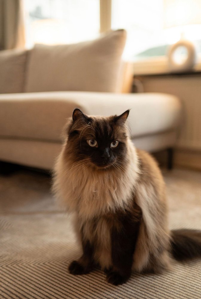 Katt